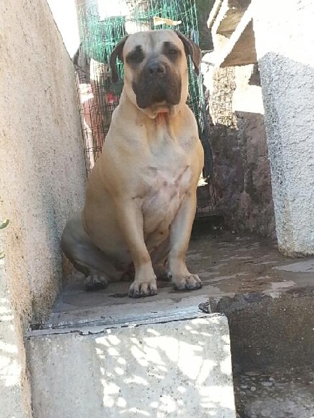 Holly de Royal Presa